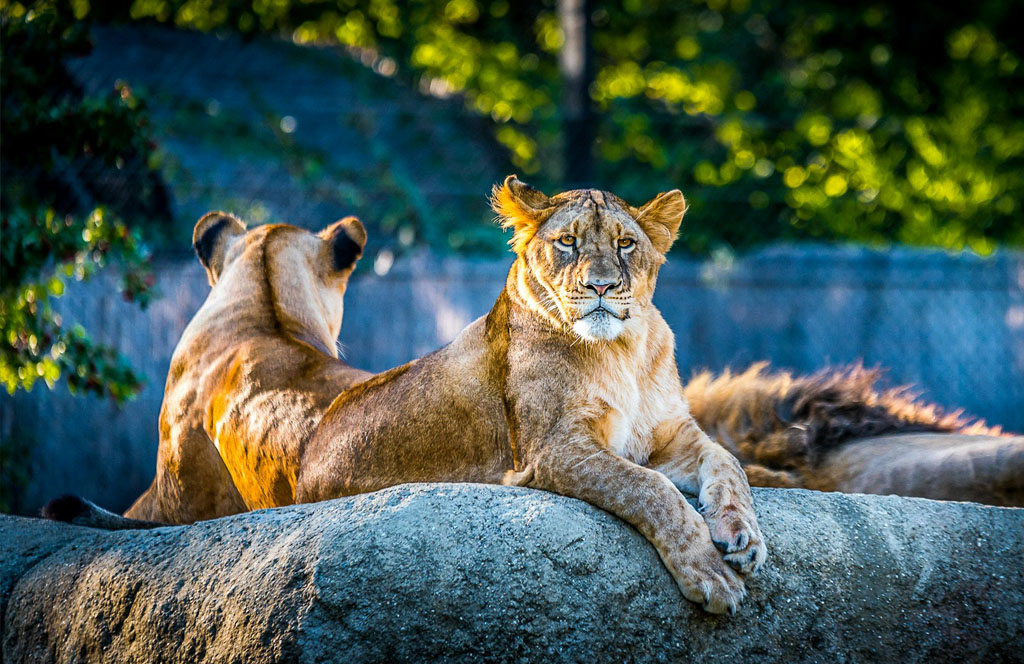 leeuwen in dierentuin als leuke dingen om te doen met je gezin